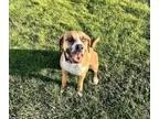 Adopt Bella a Brown/Chocolate - with White Pointer / Boxer dog in Conshohocken