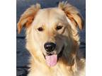 Adopt MILO (ONE HANDSOME FELLOW!) a Tan/Yellow/Fawn Golden Retriever / Mixed dog