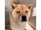 Adopt Milo a Tan/Yellow/Fawn Jindo / Chow Chow / Mixed dog in Marina del Rey