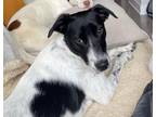 Adopt Brooke a White - with Black Border Collie / Hound (Unknown Type) dog in