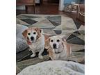 Adopt Lucy and Leo a Tan/Yellow/Fawn - with White Beagle / Basset Hound / Mixed