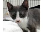 Adopt Duke (Tipsy) a Domestic Shorthair / Mixed (short coat) cat in Rome