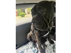 Adopt Theodore a Brindle - with White Mastiff / Mixed dog in Fredonia