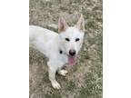 Adopt Fennec a White - with Tan, Yellow or Fawn German Shepherd Dog / Mixed dog