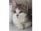 Adopt Clara a Gray, Blue or Silver Tabby Domestic Shorthair (short coat) cat in