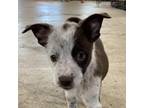 Adopt David a White - with Tan, Yellow or Fawn Australian Cattle Dog / Mixed dog