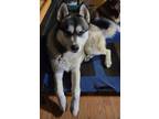 Adopt Cosmos a Black - with White Husky / Alaskan Malamute / Mixed dog in San