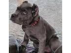 Cane Corso Puppy for sale in Hernando, FL, USA