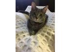 Adopt Keely a Gray or Blue American Shorthair / Mixed (medium coat) cat in