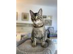 Adopt Willow a Brown Tabby American Shorthair / Mixed (short coat) cat in