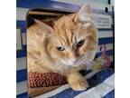 Adopt Simba a Domestic Longhair / Mixed cat in Sudbury, ON (38054318)