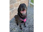 Adopt Bella a Labrador Retriever / Mixed dog in Cornwall, ON (38054315)
