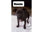 Adopt Bonnie a Black Boston Terrier / Mixed dog in Bear, DE (38054177)