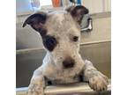 Adopt Brownie a White - with Tan, Yellow or Fawn Australian Cattle Dog / Mixed