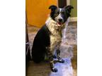 Adopt Ivy a Black - with White Border Collie / Blue Lacy/Texas Lacy / Mixed dog