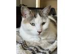 Adopt Friendly a White (Mostly) American Shorthair / Mixed (short coat) cat in