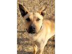 Adopt Wyatt a Bull Terrier / Australian Kelpie / Mixed dog in Kelowna