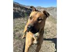 Adopt Doc a Bull Terrier / Australian Kelpie / Mixed dog in Kelowna