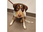 Adopt Finn a Pointer / Mixed dog in Norman, OK (38053096)