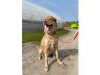 Adopt Spike a Tan/Yellow/Fawn Labrador Retriever / Mixed dog in Keswick