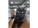 Adopt Sherlock Holmes a All Black Domestic Shorthair (short coat) cat in Webster