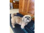 Adopt Walker a Brown/Chocolate Shih Tzu / Mixed dog in Ashtabula, OH (38050244)