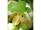 6+ Pekin Fertile Duck Eggs for Hatching