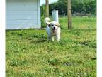 Great Pyrenees PUPPY FOR SALE ADN-603238 - AKC Great Pyrenees