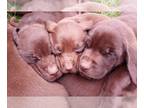 Labrador Retriever PUPPY FOR SALE ADN-603208 - Lab Puppies
