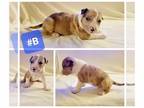 American Bully PUPPY FOR SALE ADN-603141 - American Bully Puppies