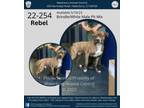 Adopt Rebel a Pit Bull Terrier
