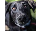 Adopt Ash a Black Labrador Retriever, Australian Cattle Dog / Blue Heeler