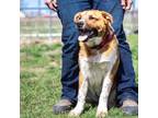 Adopt MacArthur a Australian Cattle Dog / Blue Heeler, Mixed Breed