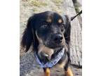 Adopt Milo - San Diego a Black - with Tan, Yellow or Fawn Cavalier King Charles