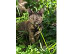 Adopt Minnie a Tortoiseshell American Shorthair / Mixed (short coat) cat in Fort