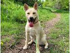Adopt Lisa a Tan/Yellow/Fawn Husky / Mixed dog in Boulder, CO (38064191)