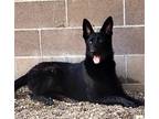 Adopt Song of the South 54472 a Black Shepherd (Unknown Type) / Mixed dog in