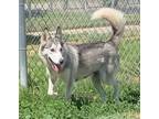 Adopt Lyla Lolita 54423 a White - with Gray or Silver Husky / Mixed dog in