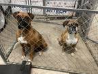 Adopt Rocky and Tyson a White - with Tan, Yellow or Fawn Boxer / Mixed dog in