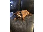 Adopt Lily a Brown/Chocolate Dachshund / Dachshund / Mixed dog in Huntersville