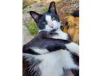 Adopt Luna a Black & White or Tuxedo Manx / Mixed (short coat) cat in Fort