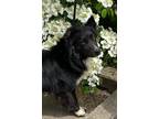 Adopt Tioga a Australian Shepherd / Mixed dog in Calverton, NY (38059322)