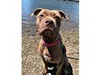 Adopt Cola Cat and Kid Friendly! Love Bug a Staffordshire Bull Terrier / Mixed