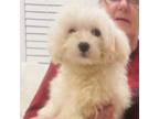 Maltese Puppy for sale in Hampstead, NC, USA