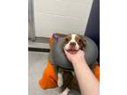 Tommy, Boston Terrier For Adoption In Guelph, Ontario