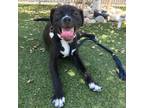 Adopt Bodie a Pit Bull Terrier, Border Collie
