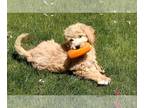 Goldendoodle PUPPY FOR SALE ADN-603535 - Stellas F1 english cream doodles