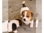 Jack Russell Terrier PUPPY FOR SALE ADN-603559 - Bigbro an AKC Russell Terrier