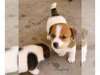 Jack Russell Terrier PUPPY FOR