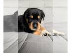 Rottweiler PUPPY FOR SALE ADN-603701 - Rottweiler Puppies DNA tested